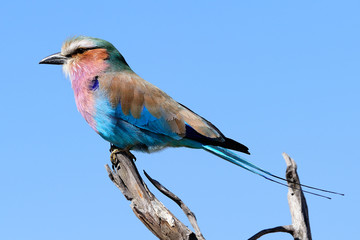 Lillac-breasted roller
