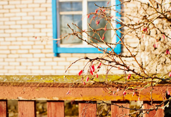 Red barberry on the street