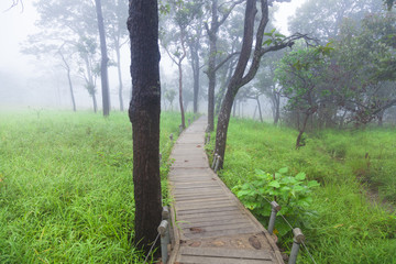 Wooden bridge walkway