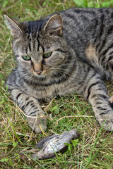 Cat hunted a bird