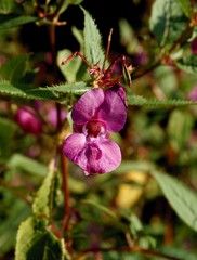 impatiens glaudulifera plant with pink flowers