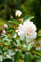 Obraz premium Historical white Rose, Prosperity, England 1919