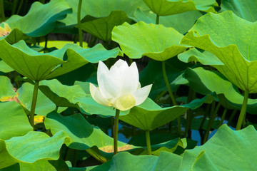 Lotus