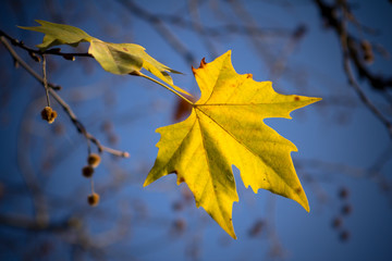 Obraz premium Autumn leaf of maple tree close up