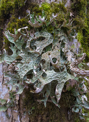 moos and licens (Cetraria islandica) on a bark - macro detail