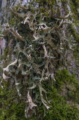 moos and licens (Cetraria islandica) on a bark - macro detail