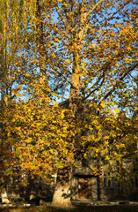 Autumn in the old park