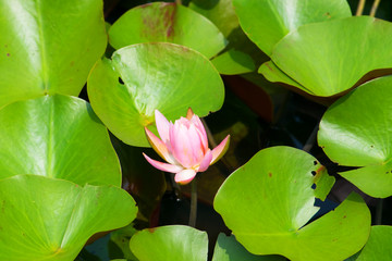 Pink water lily pond