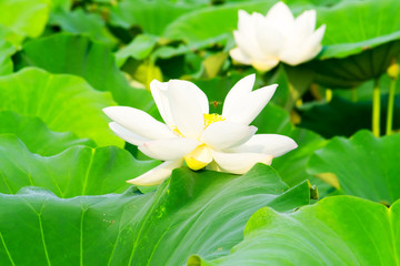 Obraz na płótnie Canvas White lotus flower
