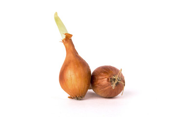 Two bulb onions on white background