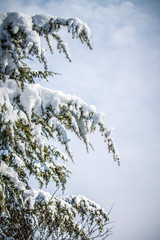 abete innevato
