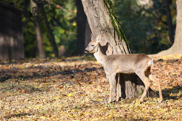 Young deer