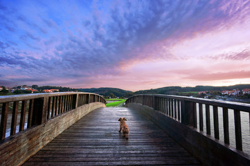 Fototapeta premium dog in a bridge