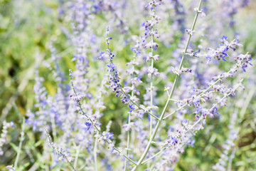 Obraz premium Peroskia striplicifolia, LABIATAE, Pakistan