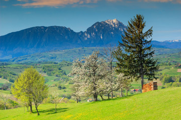 Spring landscape and green fields in,Holbav,Romania,Europe