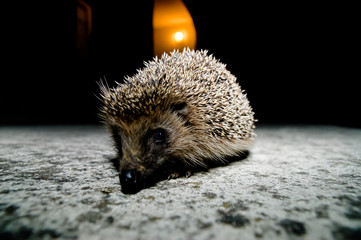 West European Hedgehog © underworld