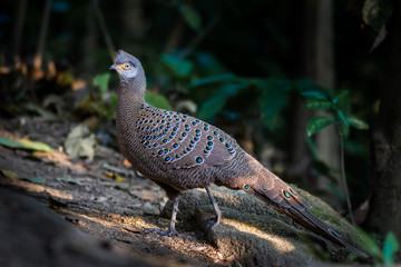 Grey Peacock-Pheasant(Polyplectron bicalcaratum) in nature