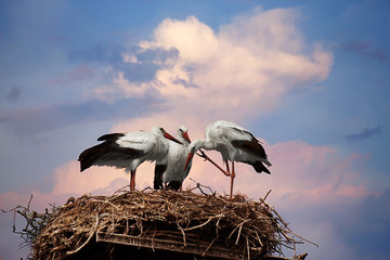 Stork
