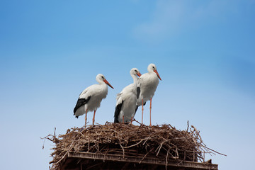 Fototapeta premium Stork