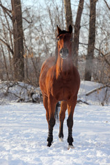 Quarter horse in the winter farm