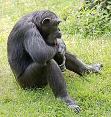 Chimpanzee