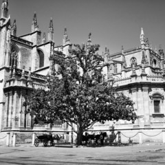 Tree in front of Seville Cathedral