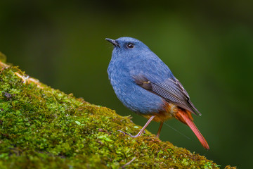 Close up of Plumbeous Water Redstart (Rhyacornis fuliginosa)