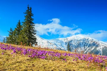  Spring landscape and beautiful crocus flowers,Fagaras,Romania © janoka82