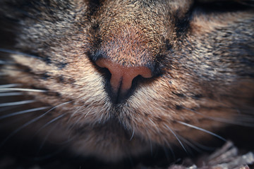 Muzzle cat photographed close. Toned.