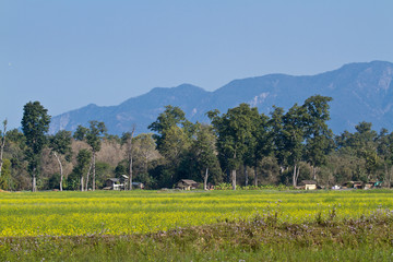 Obraz premium Remote area in Terai, Bardia, Nepal
