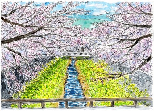 一の坂川の桜