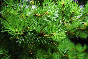 green fir with drops