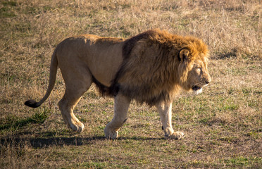 Lion