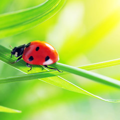 Ladybug on grass