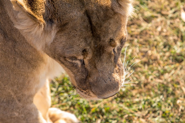 Female Lion