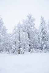 Fototapeta premium Forest trees covered in snow
