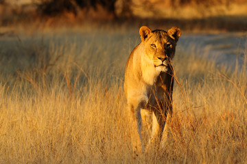 Lioness standing in the dry grass