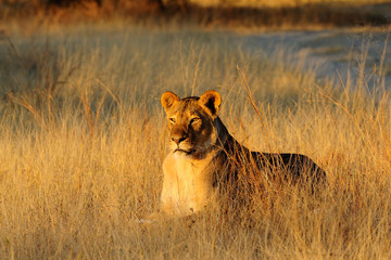 Lioness lying in the dry grass