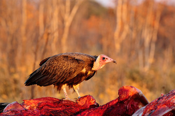 Hooded vulture on a carcass