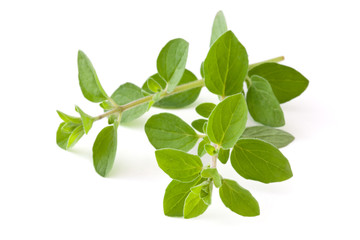 Obraz premium Fresh oregano.