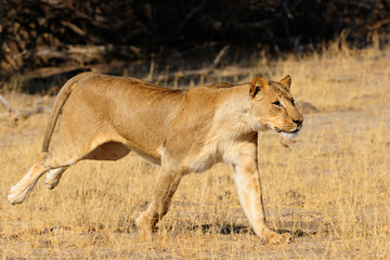 Fototapeta na wymiar Lioness charging