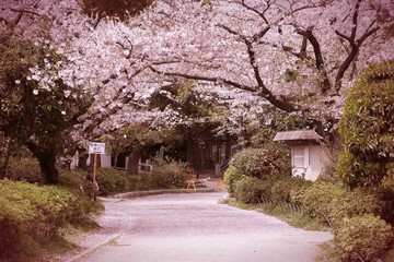 Plakaty  Japonia kwiat wiśni. Przetworzony krzyżowo ton retro.