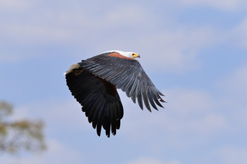 African fish eagle in flight