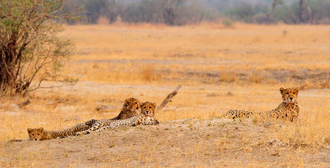 Cheetah family lying down