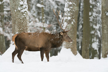 Rothirsch, Red deer, Cervus elaphus