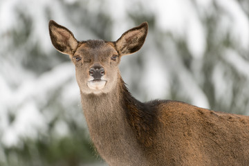 Rothirsch, Red deer, Cervus elaphus