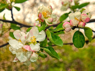 Beautiful apple tree branch