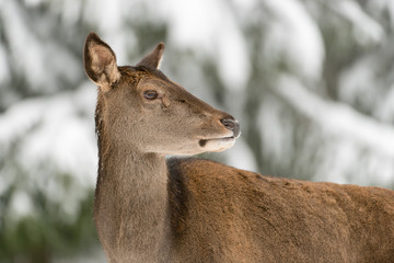Rothirsch, Red deer, Cervus elaphus