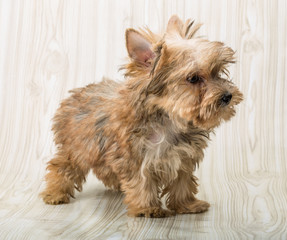 Yorkshire terrier