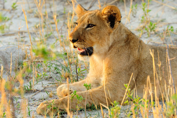 Young lion cub lying down